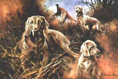 Weimaraner Composite II