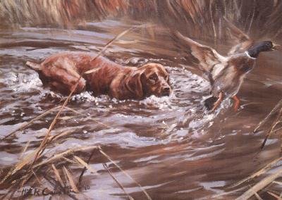 Vizsla