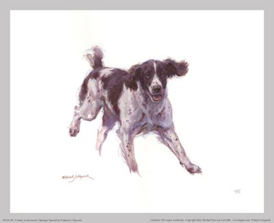 'A Study in Movement' (Springer Spaniel)