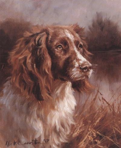 Springer Spaniel Head Study