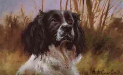 Head of a Black White Springer