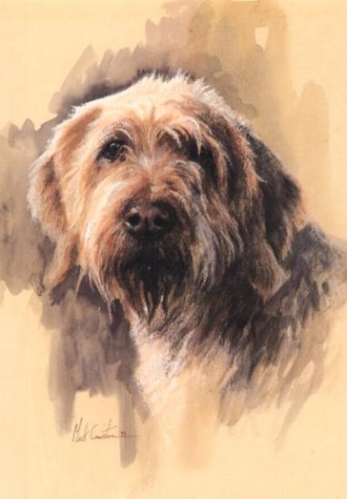 The Hairy One - Head Study