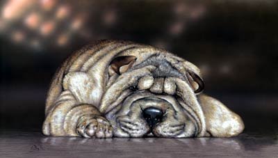 'Razor Shar Pei'
