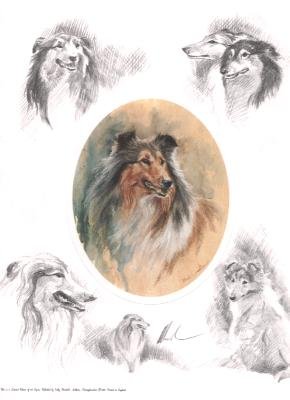 Oval Rough Collie