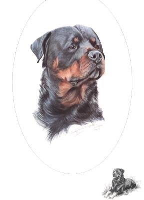 Rottweiler