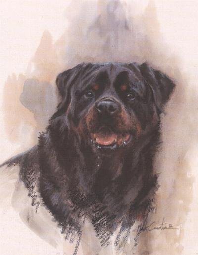 Rottweiler