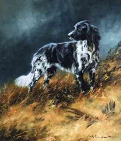 The Munsterlander
