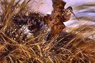 'Irish water Spaniel Flushing'