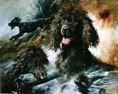 Irish Water Spaniel