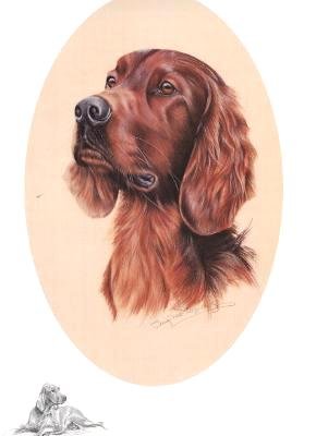 Irish Setter