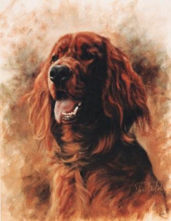 Irish Setter