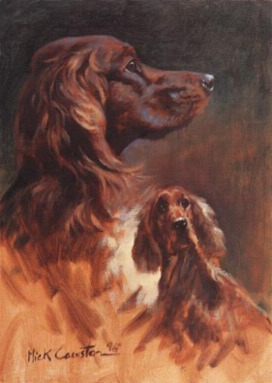 Irish Setter Head Study