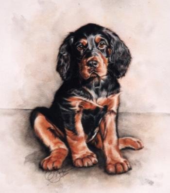 'Gordon Setter Pup'