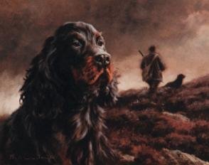 Head Of A Gordon Setter