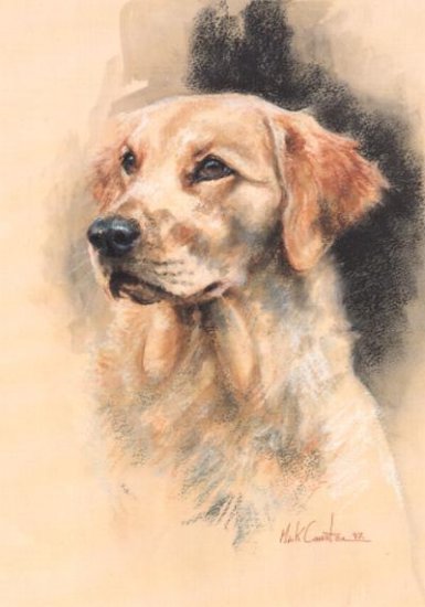 Golden Retriever (Head Study)