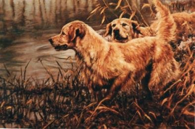 Golden Retriever