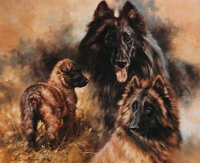 Belgium Shepherd
