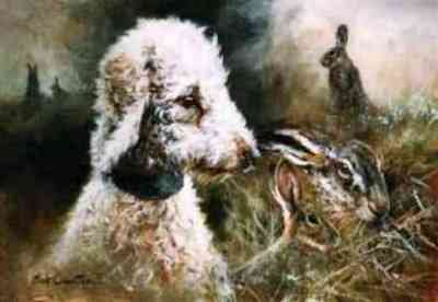 Bedlington Terrier