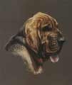 'The Bloodhound'