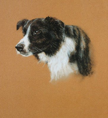 'Collie Study'