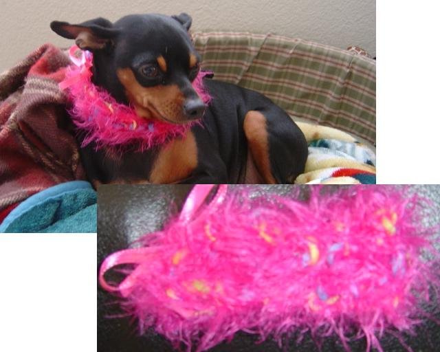 Fuzzy Diva Dog Collar Custom Made (xsm)