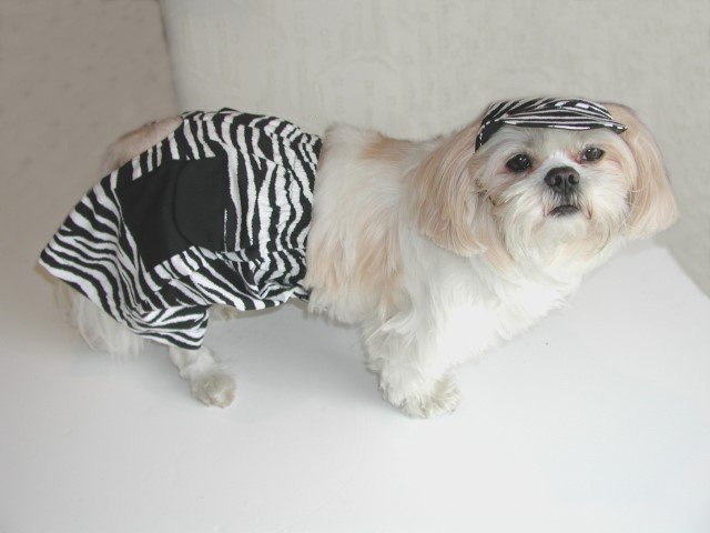 Zebra Jammer Shorts Bathing Suit Boys Dog Clothes XXXsm-Small