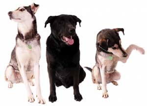 The Ultimate Dog eBook Collection - Amazing offer for 12 Super Dog Books