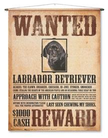 CANVAS: Black Lab Wanted