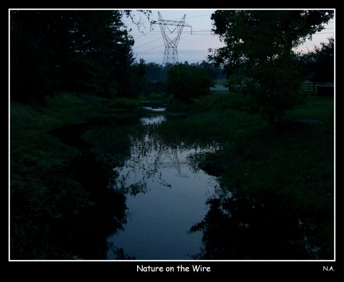 Nature on the wire