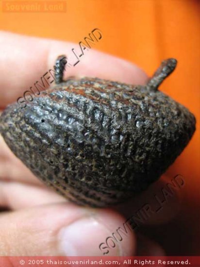 0552-OLD THAI BUDDHIST AMULET COWRIE SHELL LP BOON