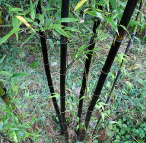 Black Bamboo Plant Rhizomes