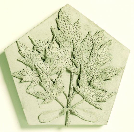 Silver Maple