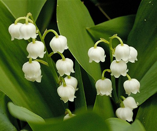 Lily of Valley