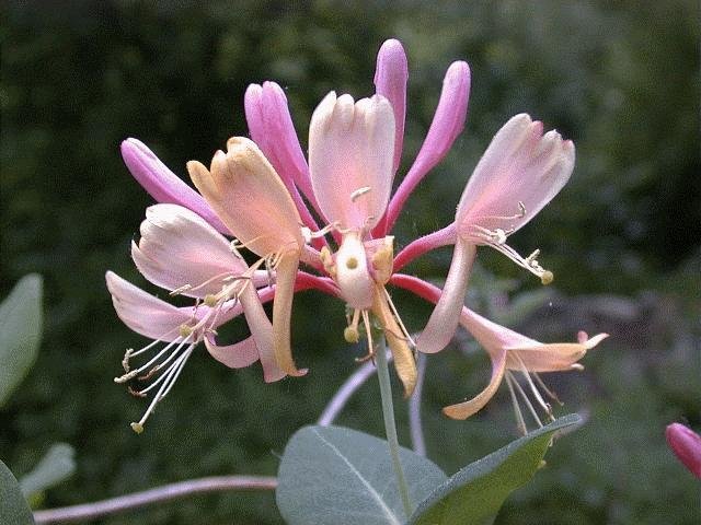 Honeysuckle