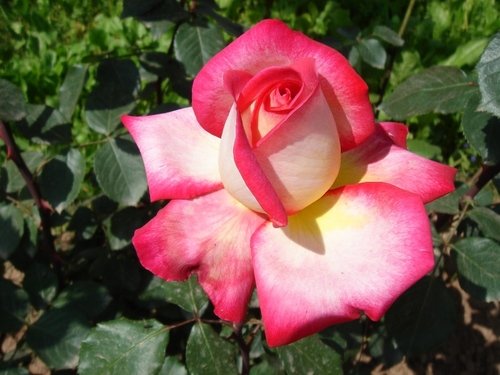 Vanilla Rose