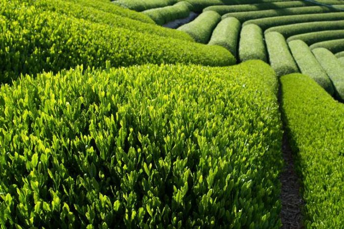 Green Tea