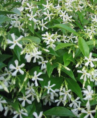 Jasmine