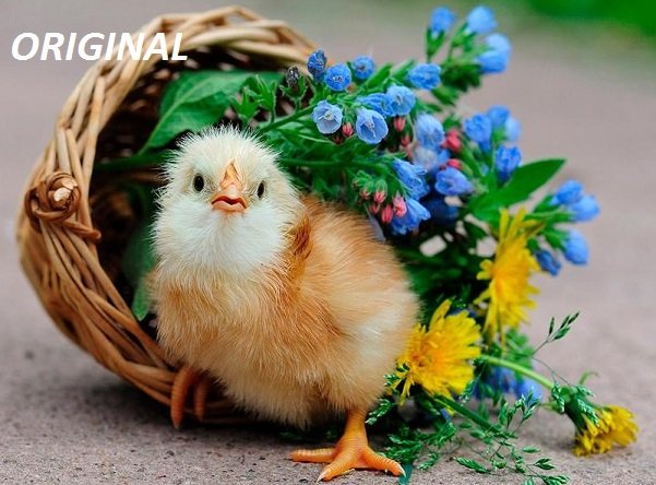 Chick 'N Flower Basket... ~Counted~ Cross Stitch Pattern ETP