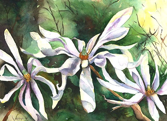 Original Watercolor Star Magnolias Painting