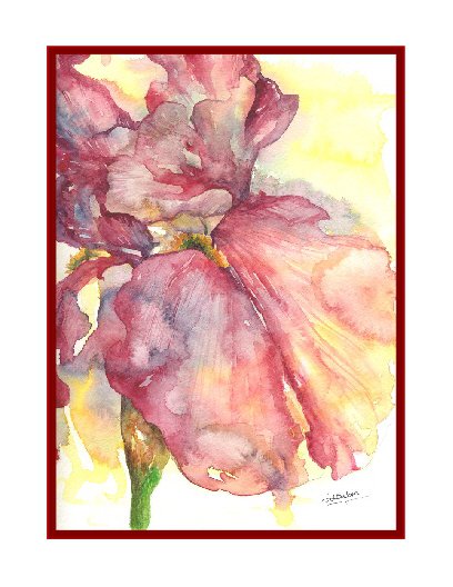 8 Watercolor Red Iris Notecards Note cards