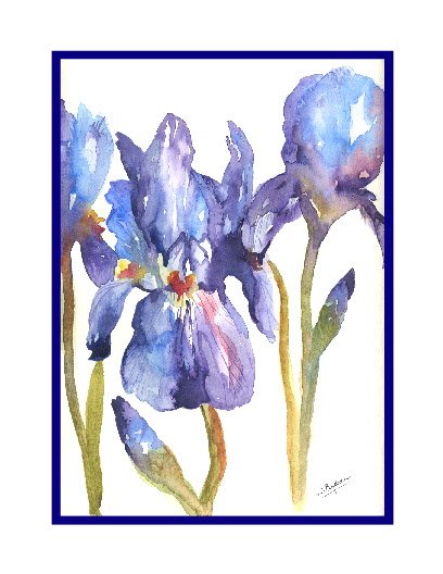 Set of Eight Purple Irises Watercolor Note Cards