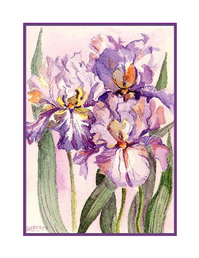 8 Watercolor Iris Greeting Note Cards Notecards