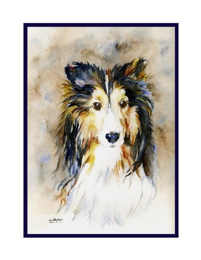 Watercolor Sheltie Dog Notecards Notecards