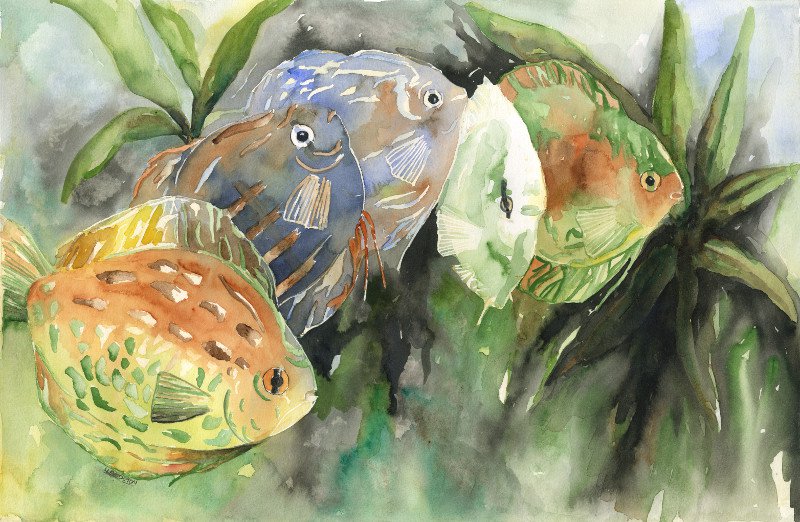 Original Discus Watercolor and Ink Painting