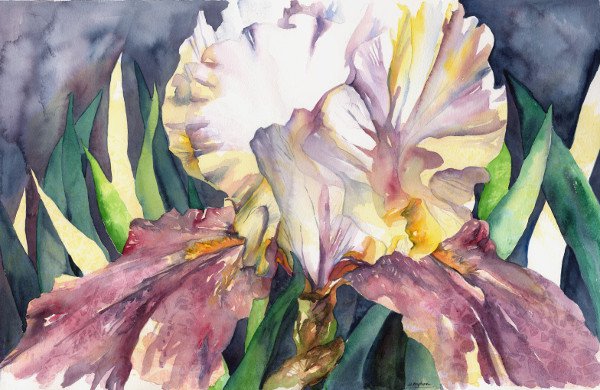 Watercolor White Purple Iris Painting