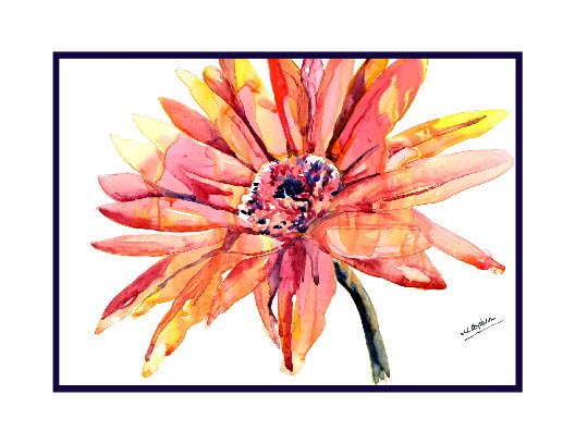 African Daisy Watercolor Note Cards