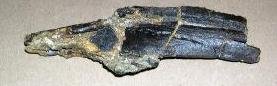 Camarasaurus vertebra wing