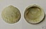 Glycymeris Deleta