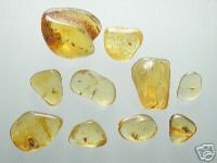 Amber with insect