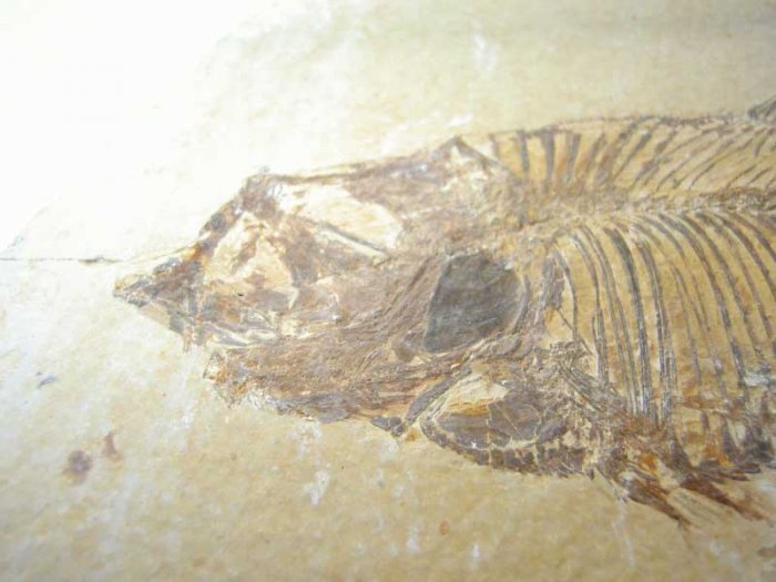 Knightia fish